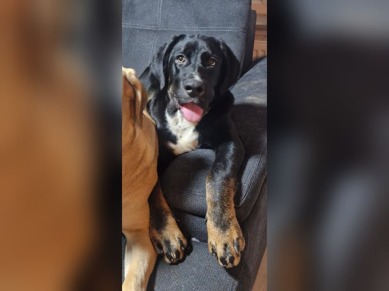 Janosh, hübscher Cane Corso Mischlingsrüde