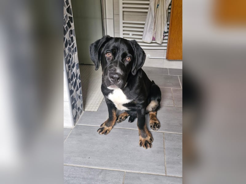 Janosh, hübscher Cane Corso Mischlingsrüde