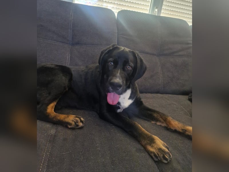 Janosh, hübscher Cane Corso Mischlingsrüde