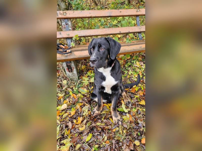Janosh, hübscher Cane Corso Mischlingsrüde