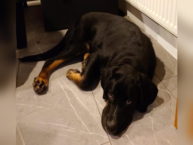 Janosh, hübscher Cane Corso Mischlingsrüde