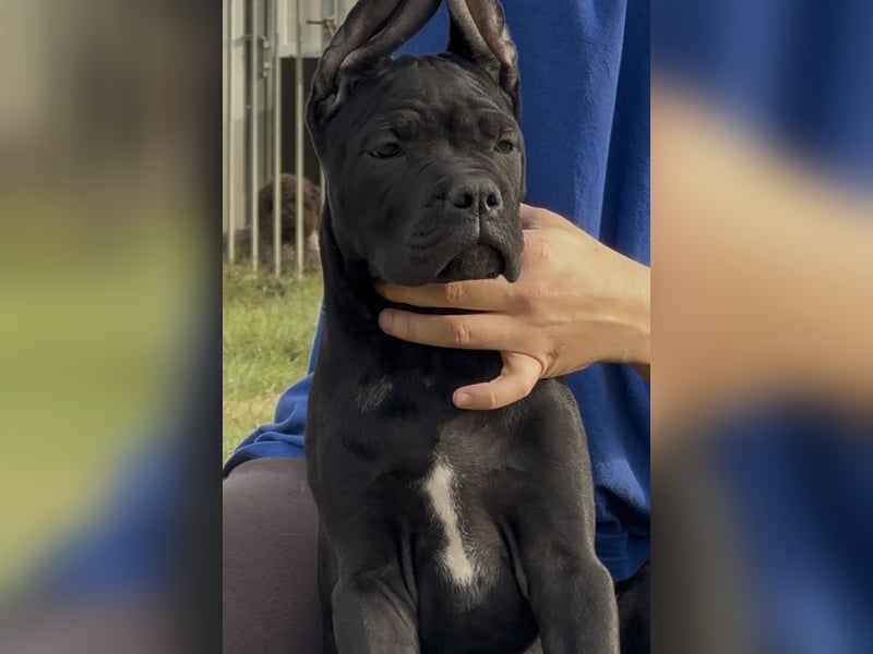 Cane corso italiano