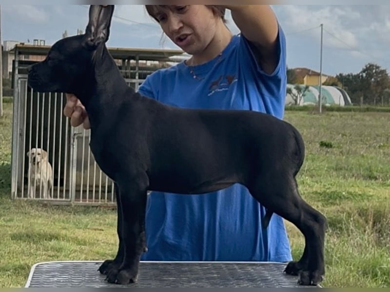 Cane corso italiano