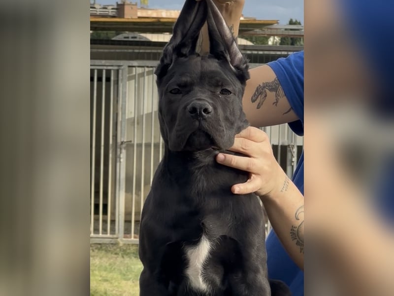 Cane corso italiano