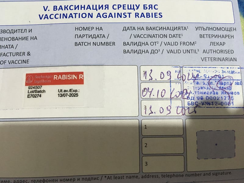 TOP junge Cane Corso Hündin mit FCI-Stammbaum TOP junge Cane Corso Hündin mit FCI-Stammbaum