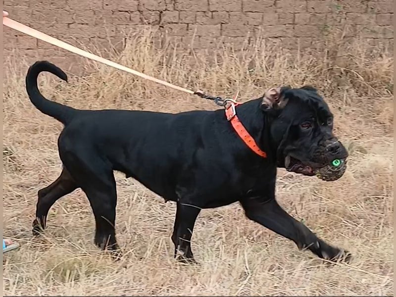 TOP junge Cane Corso Hündin mit FCI-Stammbaum TOP junge Cane Corso Hündin mit FCI-Stammbaum