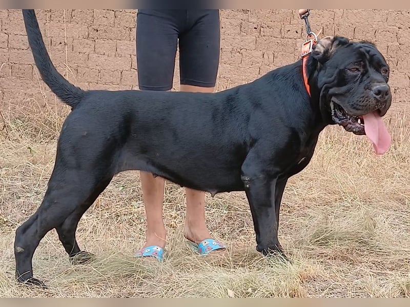 TOP junge Cane Corso Hündin mit FCI-Stammbaum TOP junge Cane Corso Hündin mit FCI-Stammbaum