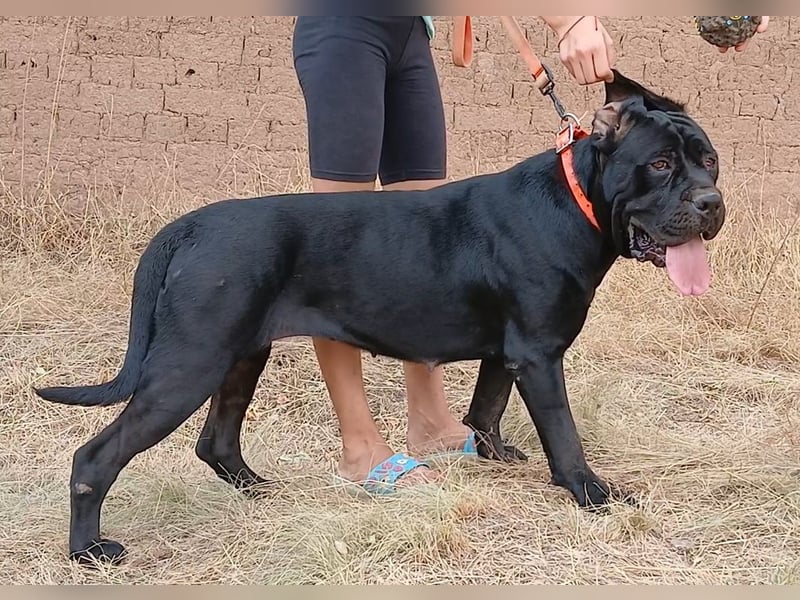 TOP junge Cane Corso Hündin mit FCI-Stammbaum TOP junge Cane Corso Hündin mit FCI-Stammbaum