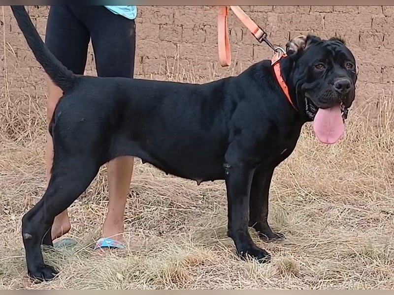 TOP junge Cane Corso Hündin mit FCI-Stammbaum TOP junge Cane Corso Hündin mit FCI-Stammbaum