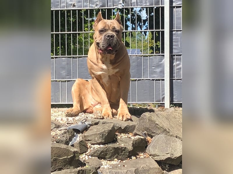 Reinrassige Cane Corso Welpen