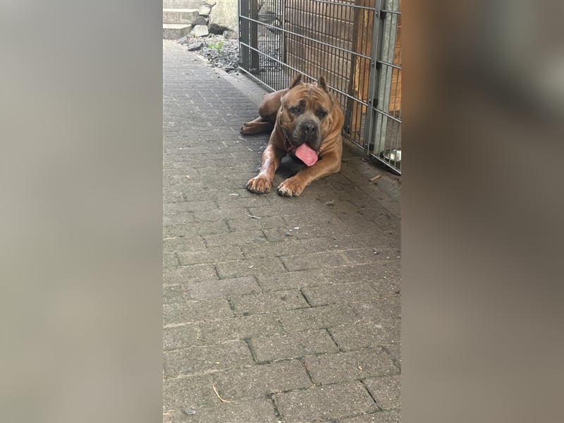 Reinrassige Cane Corso Welpen