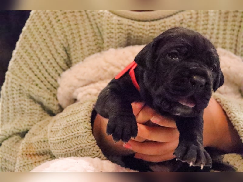 Cane Corso Welpen aus Liebevoller Familie