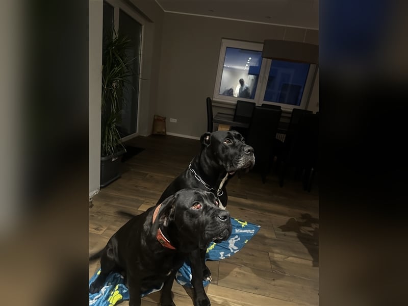 Cane Corso Welpen aus Liebevoller Familie