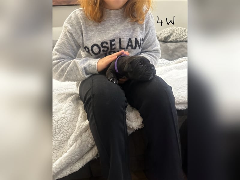 Cane Corso Welpen aus Liebevoller Familie