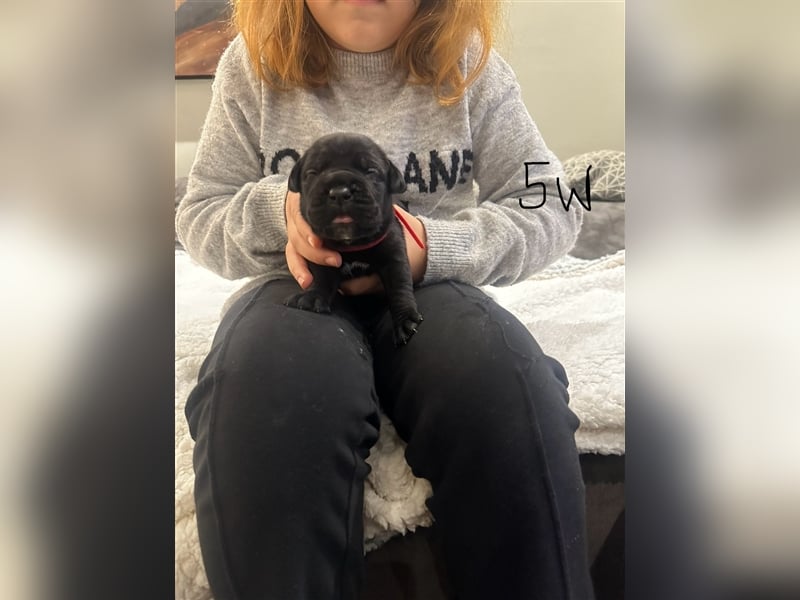 Cane Corso Welpen aus Liebevoller Familie