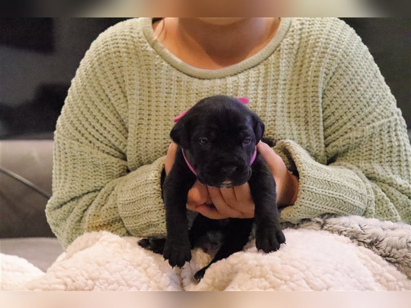 Cane Corso Welpen aus Liebevoller Familie