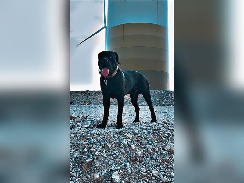 Cane Corso Mischlinge Welpen