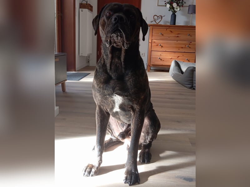 Cane Corso Welpen (italiano)