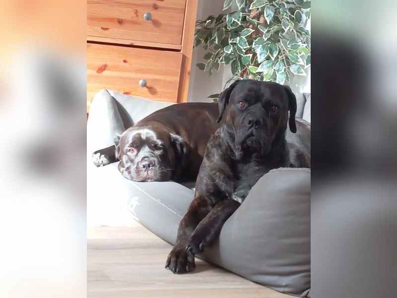 Cane Corso Welpen (italiano)