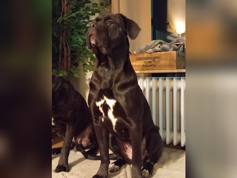 Cane Corso Welpen (italiano)