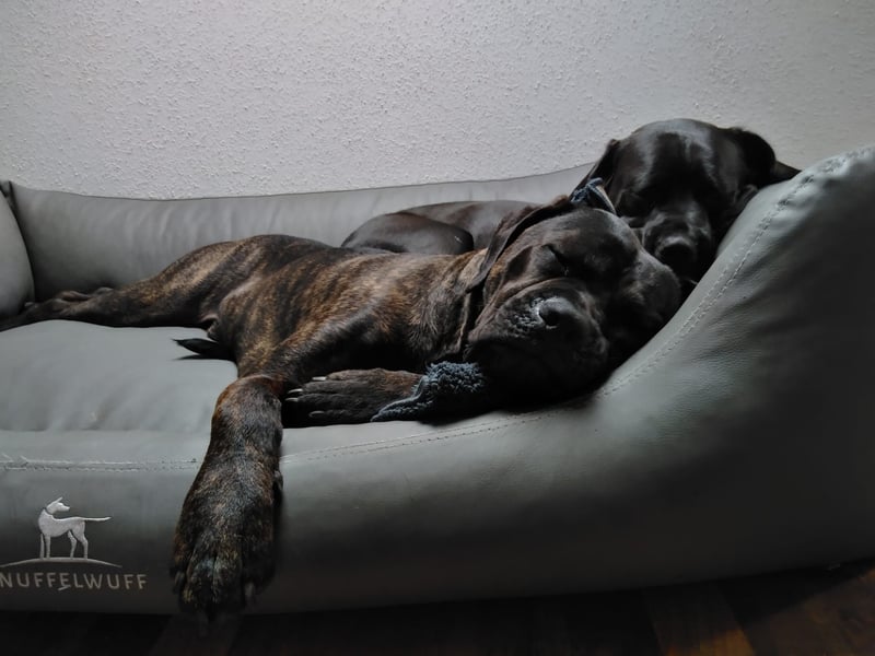 Cane Corso Welpen (italiano)