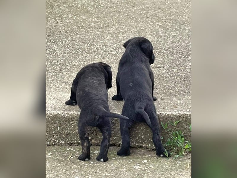 Cane Corso Welpen zu verkaufen