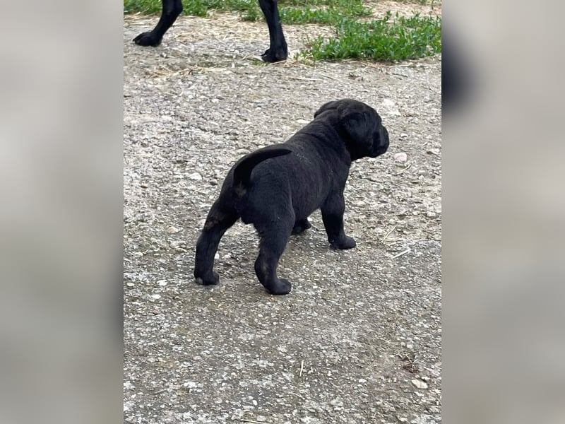 Cane Corso Welpen zu verkaufen