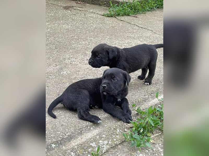 Cane Corso Welpen zu verkaufen