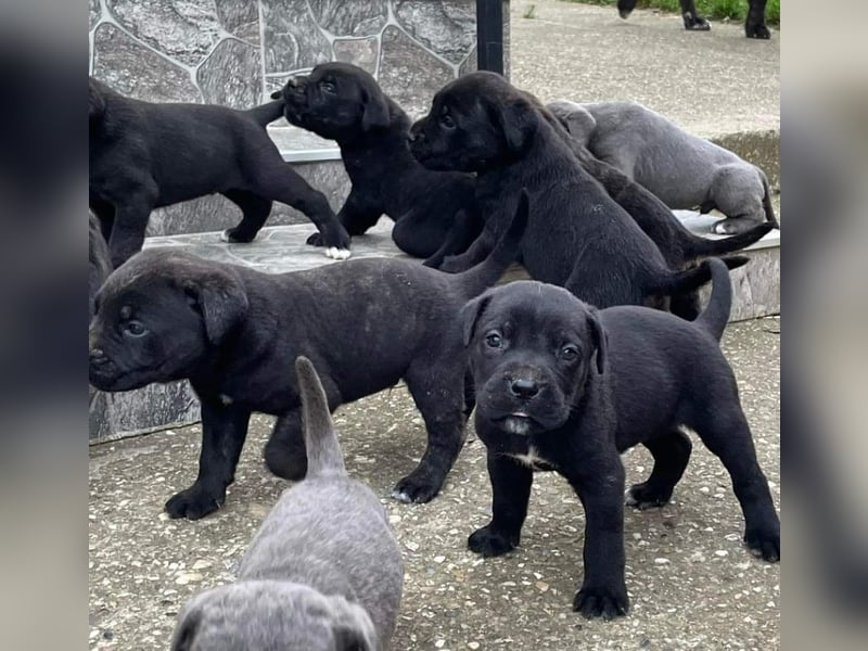 Cane Corso Welpen zu verkaufen