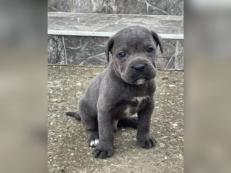 Cane Corso Welpen zu verkaufen