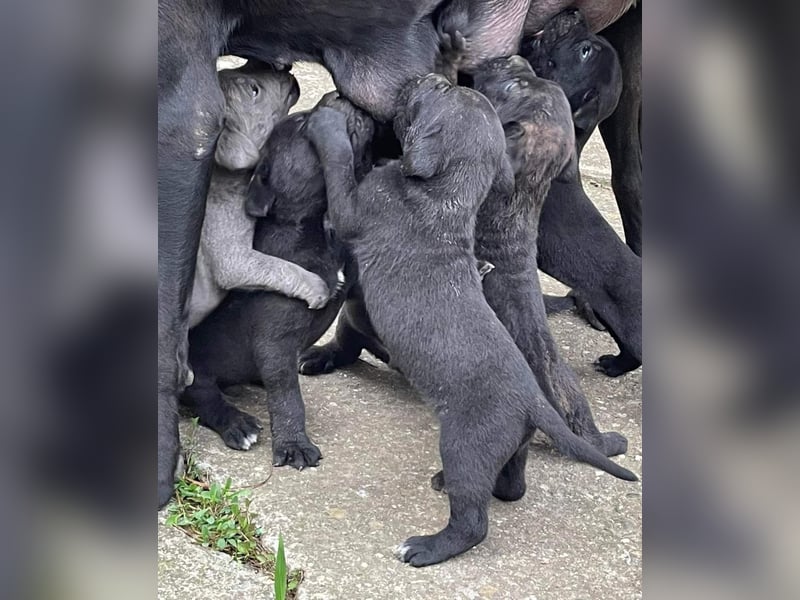 Cane Corso Welpen zu verkaufen