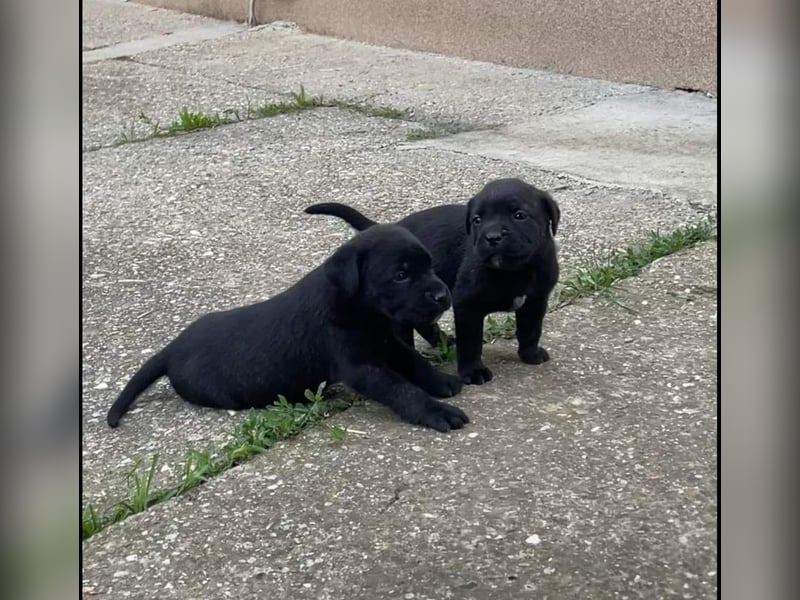 Cane Corso Welpen zu verkaufen