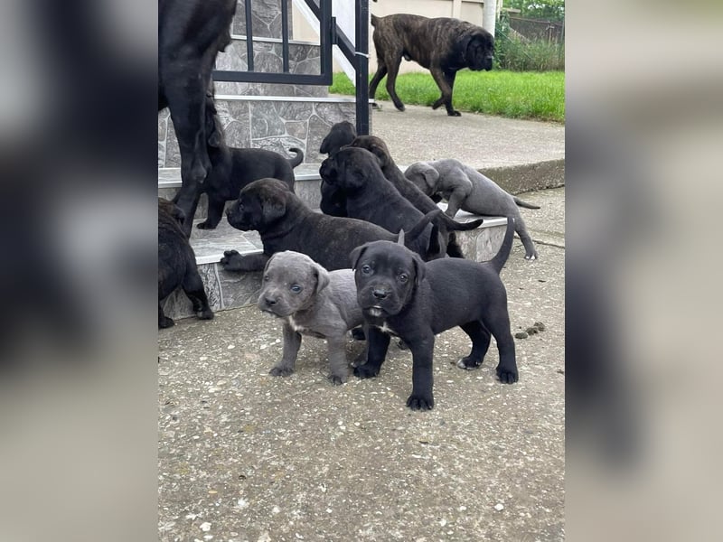 Cane Corso Welpen zu verkaufen