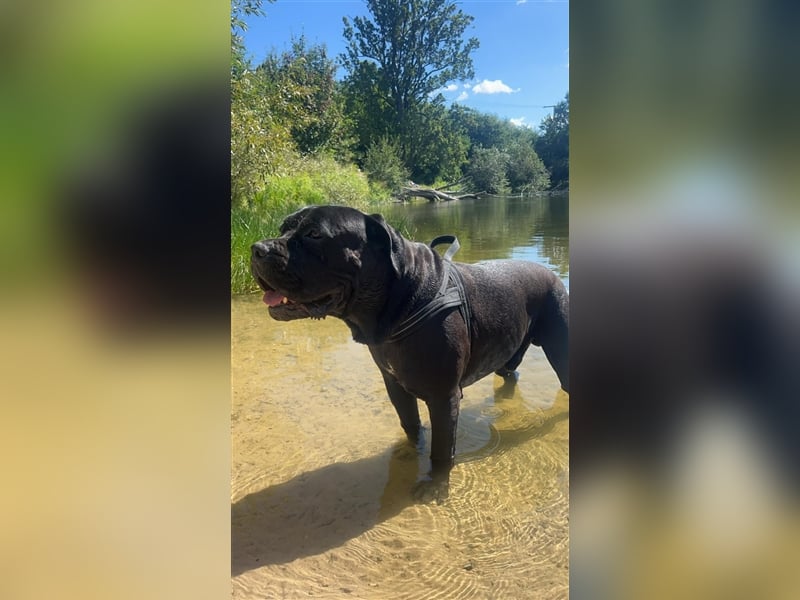 Cane Corso Italiano Welpen