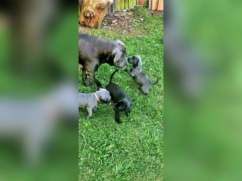 Cane Corso Italiano Welpen