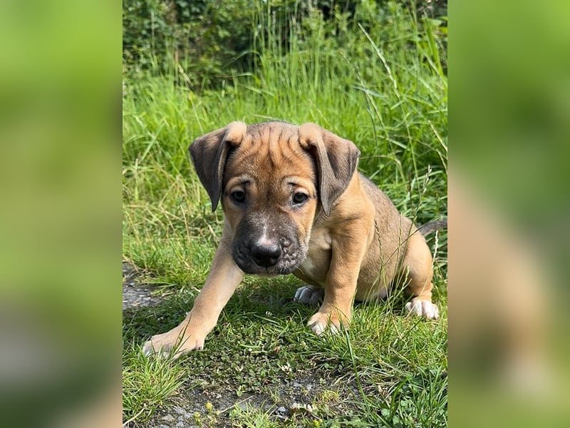 Cane Corso-Mix Welpen