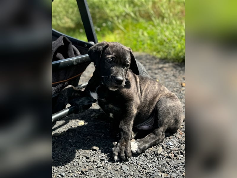 Cane Corso-Mix Welpen