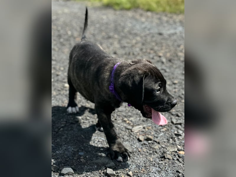 Cane Corso-Mix Welpen