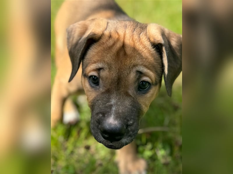 Cane Corso-Mix Welpen