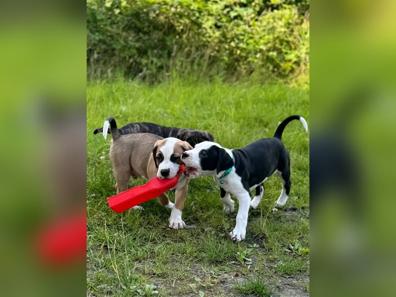 Cane Corso-Mix Welpen