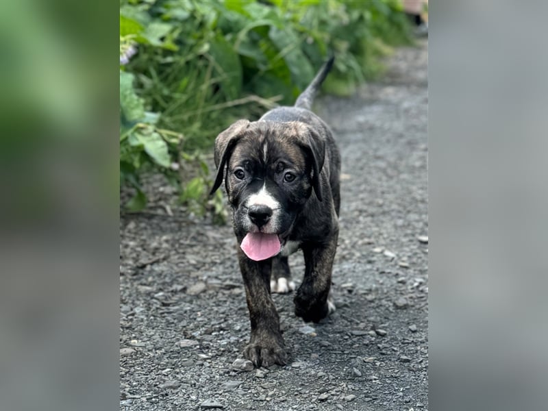 Cane Corso-Mix Welpen