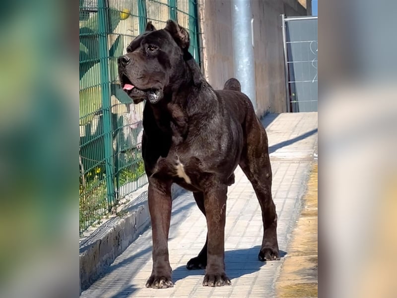 Cane Corso Welpen, reine italienische Linien! TOP-Stammbaum!