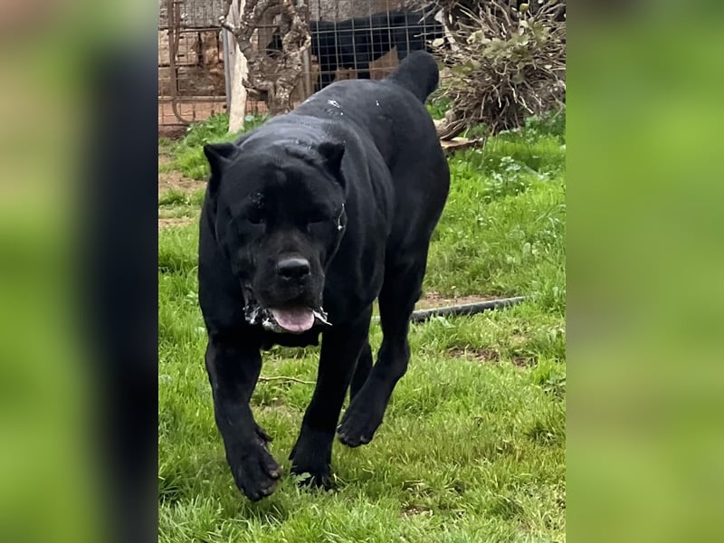 Cane Corso Welpen, reine italienische Linien! TOP-Stammbaum!