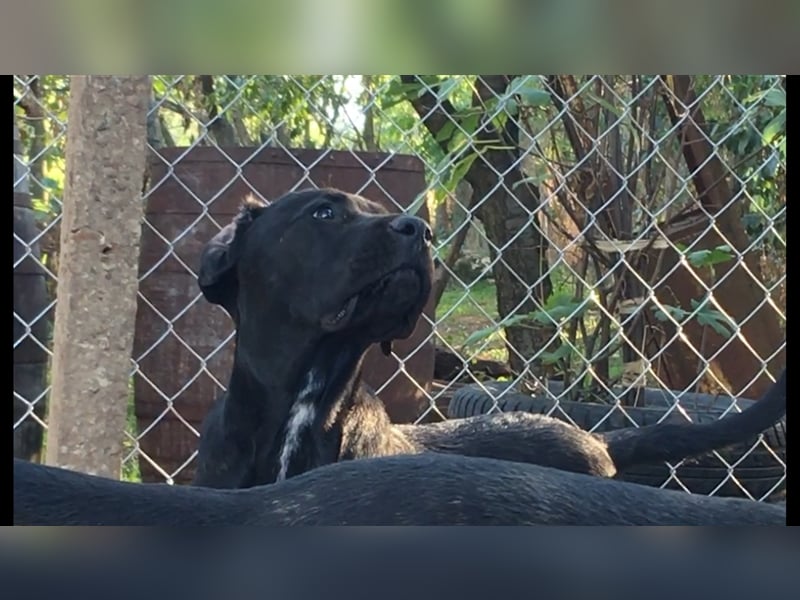 Cane Corso Welpen, reine italienische Linien! TOP-Stammbaum!