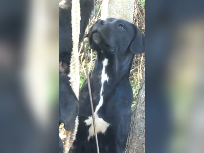 Cane Corso Welpen, reine italienische Linien! TOP-Stammbaum!