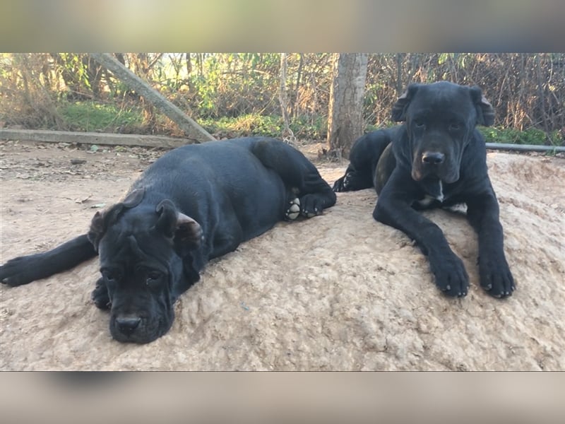 Cane Corso Welpen, reine italienische Linien! TOP-Stammbaum!