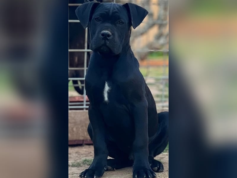 Cane Corso Welpen, reine italienische Linien! TOP-Stammbaum!