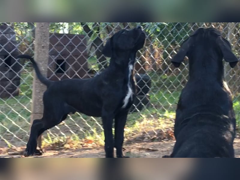 Cane Corso Welpen, reine italienische Linien! TOP-Stammbaum!