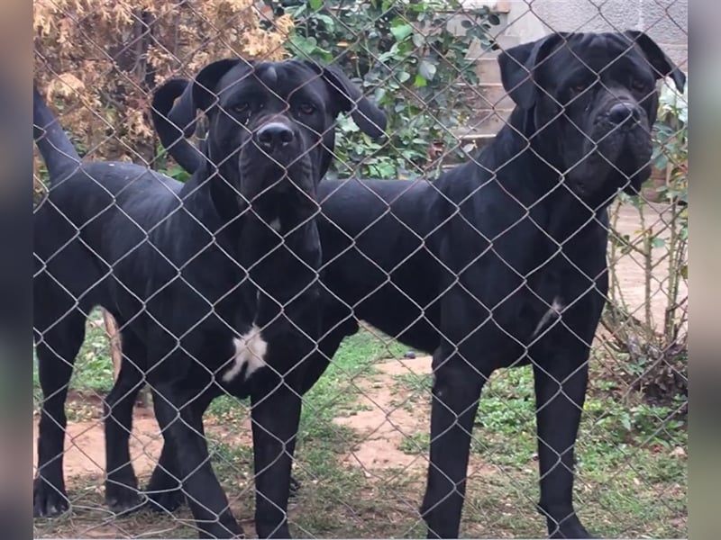 Cane Corso Welpen, reine italienische Linien! TOP-Stammbaum!