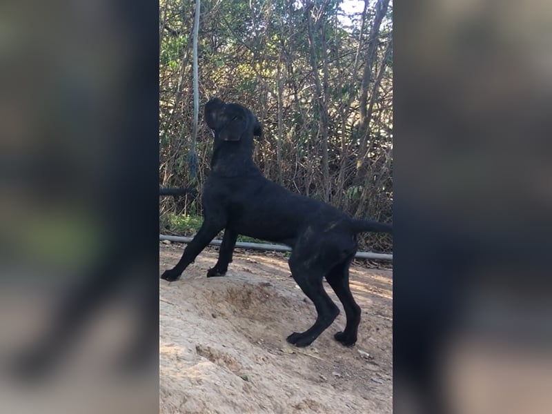 Cane Corso Welpen, reine italienische Linien! TOP-Stammbaum!